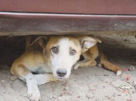 The world's first vaccine against COVID-19 for animals has been registered