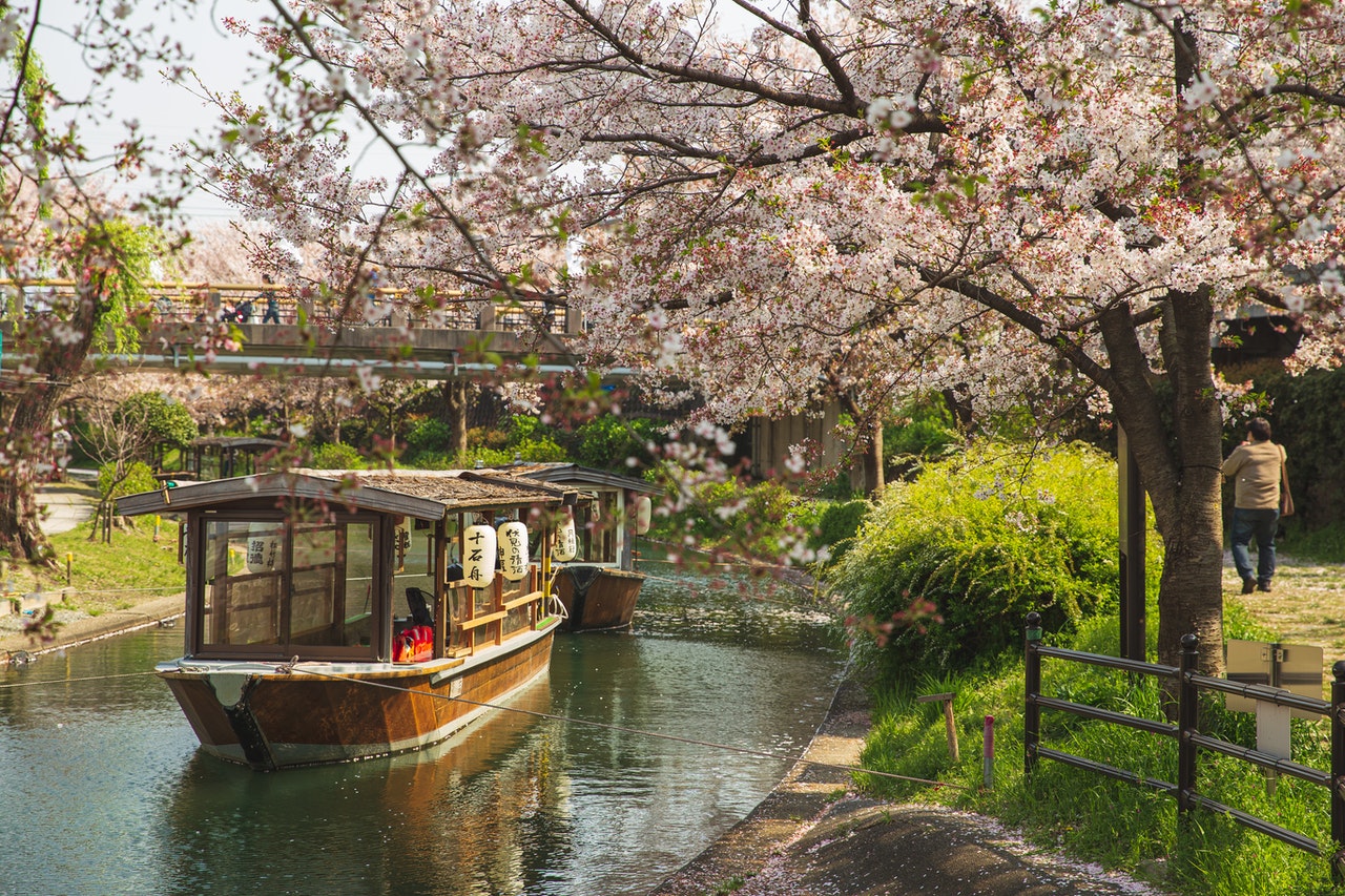 When sakura blossoms in Japan. Sakura flowering calendar for 2021