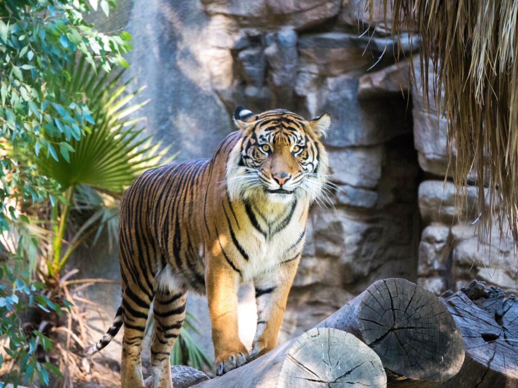 В Индии бушует масштабный лесной пожар в большом парке с тиграми