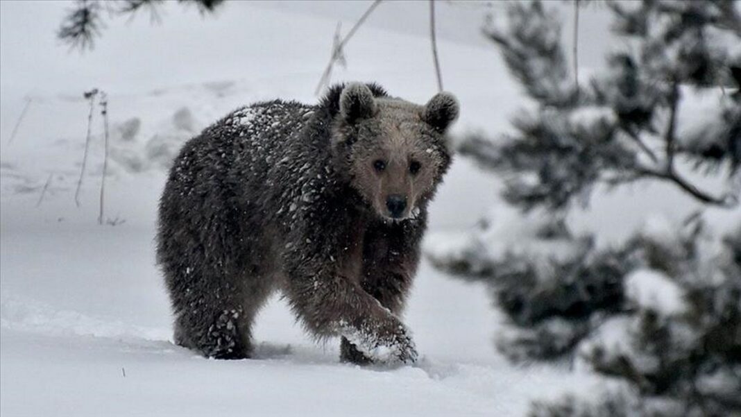 Турция: голодные медведи гуляют по центру города в поисках пищи