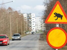 Тысячи сонных лягушек останавливают движение в Эстонии