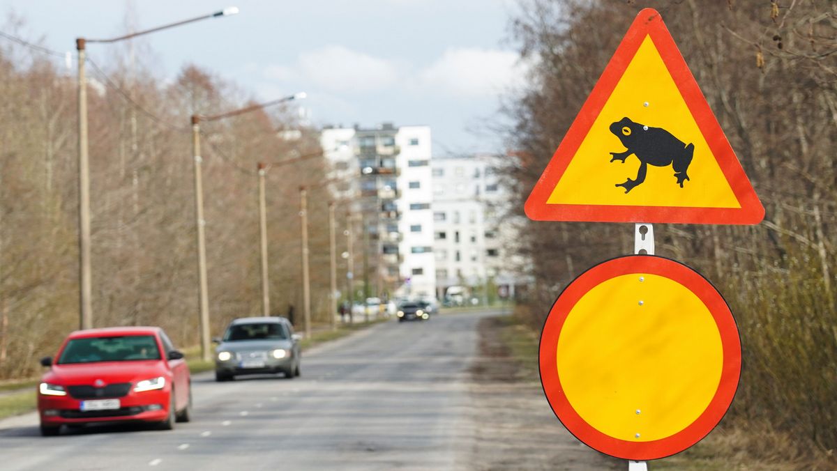 Тысячи сонных лягушек останавливают движение в Эстонии