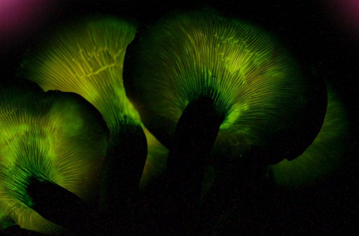 В Индии обнаружены редкие экзотические светящиеся грибы 