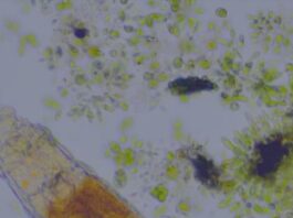 Scientists have found 24,000-year-old organisms in frozen soil