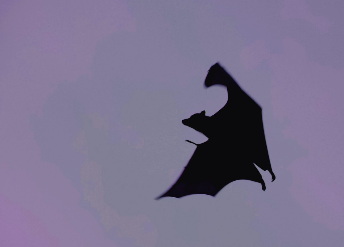 The plane from Delhi to New York returned in the middle of the flight, due to the presence of a bat on board