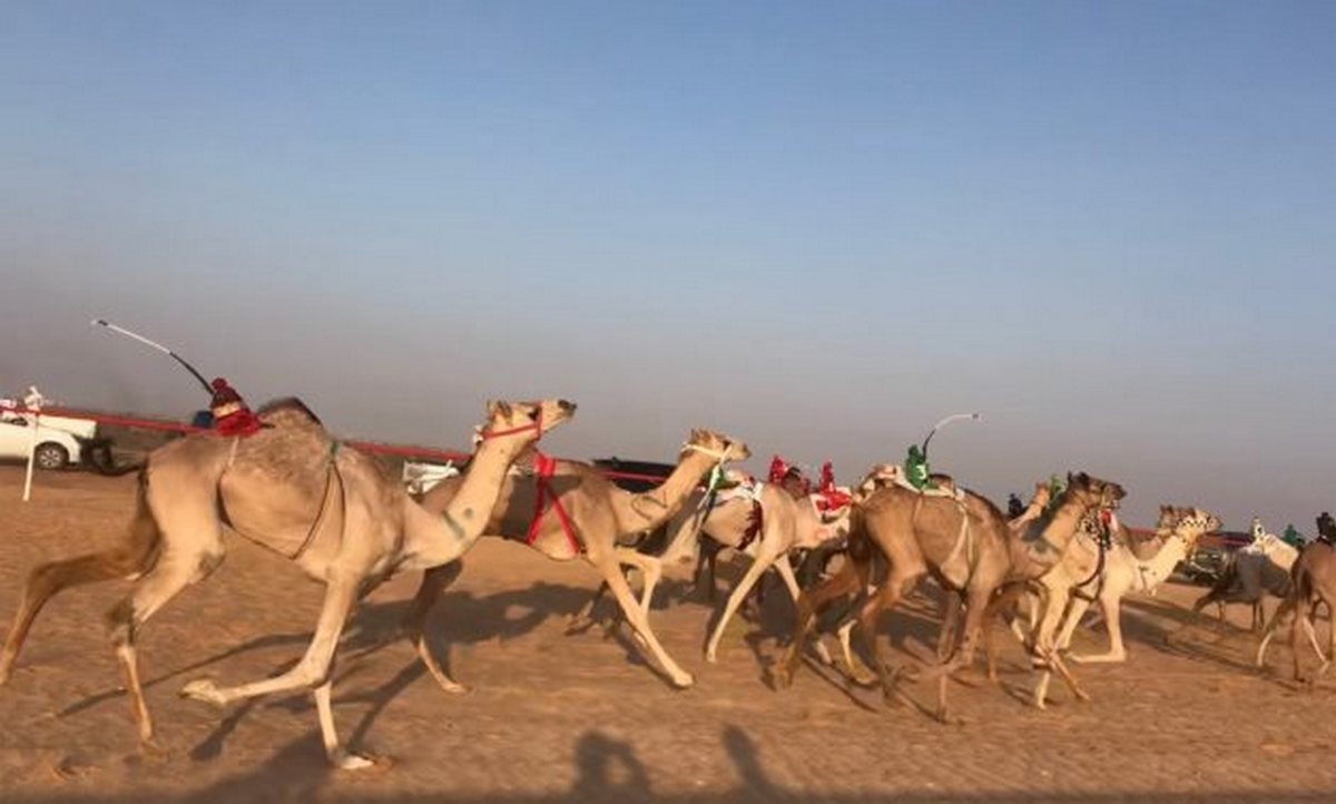 Стартует последний этап египетских верблюжьих бегов в Эль-Аламейне (ФОТО)