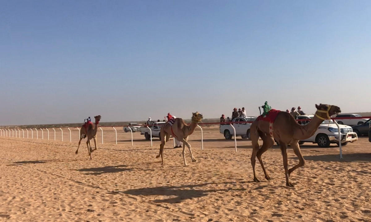 Стартує останній етап єгипетських верблюжих перегонів в Ель-Аламейні (ФОТО)