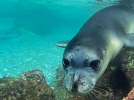 Костис был любимым многими тюленем-монахом. Иллюстративное фото: MOm - Monachus monachus / Facebook