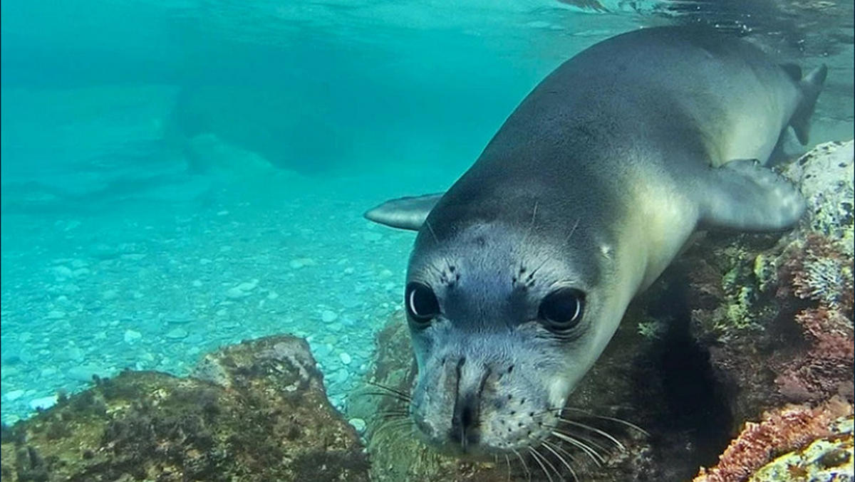 In Greece, the famous monk seal Costis was killed with a harpoon