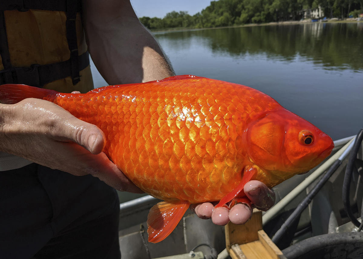 Goldfish the size of a soccer ball appear in the waters of Minnesota (PHOTOS)