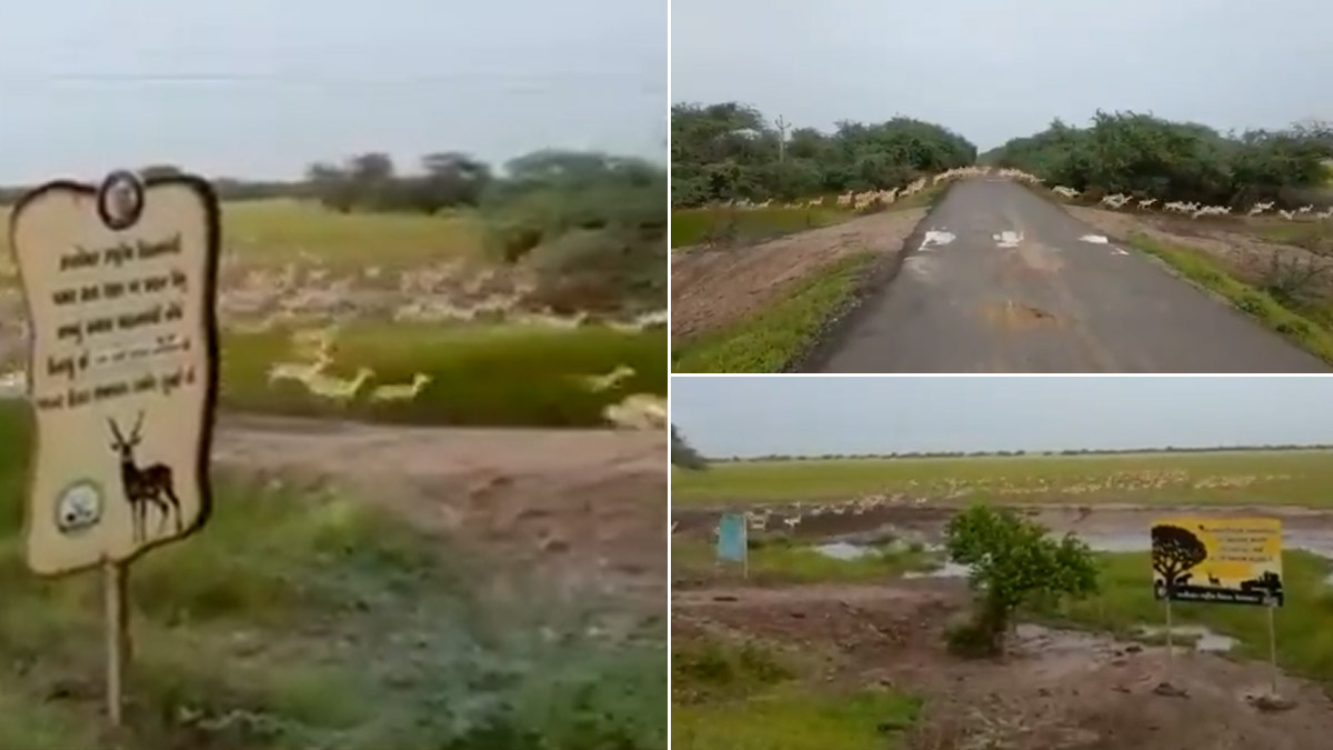 Indian Prime Minister shared a video of over 3000 antelopes crossing the road (VIDEO)