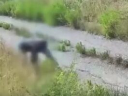 Hidden cameras removed the arsonist in Italy (VIDEO)