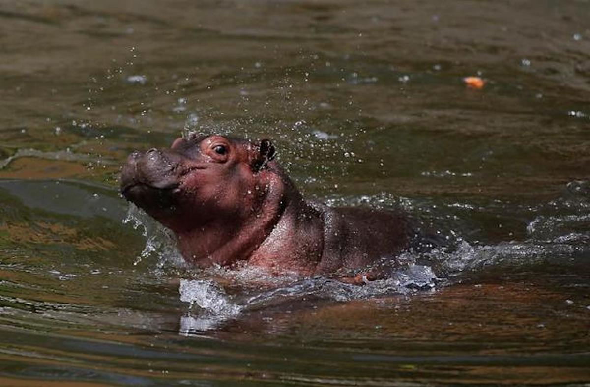 Baby hippo became the main star of the Mexican Zoo (VIDEO)