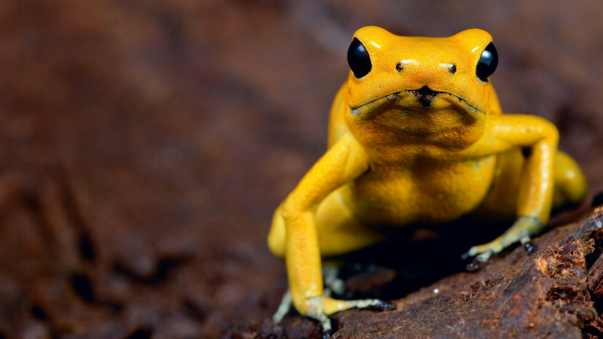 В Индии появилось множество редких желтых лягушек (ВИДЕО)
