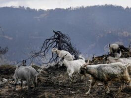 In Greece - a huge environmental disaster