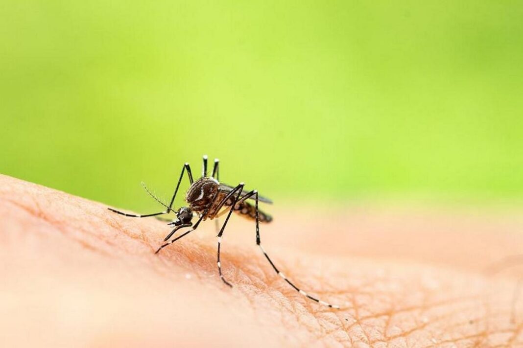 В Сербії виявлено комарів з геномом лихоманки Західного Нілу, вже є дві смерті