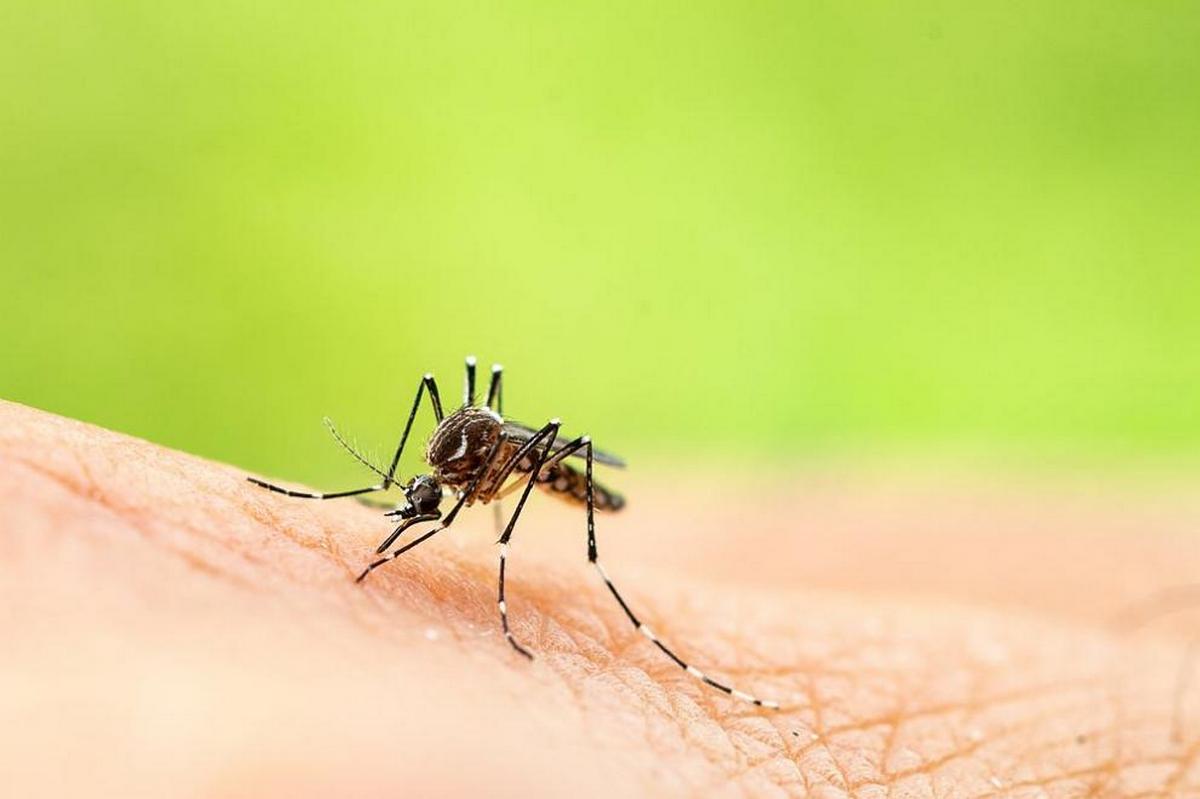 В Сербии обнаружено комаров с геномом лихорадки Западного Нила, уже есть две смерти