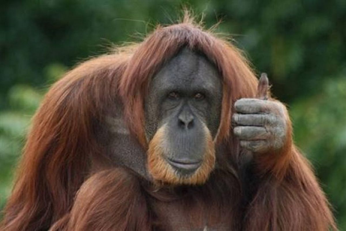 Video blew up TikTok: orangutan tries on sunglasses (VIDEO)