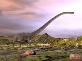 Two new species of dinosaurs have been discovered in China