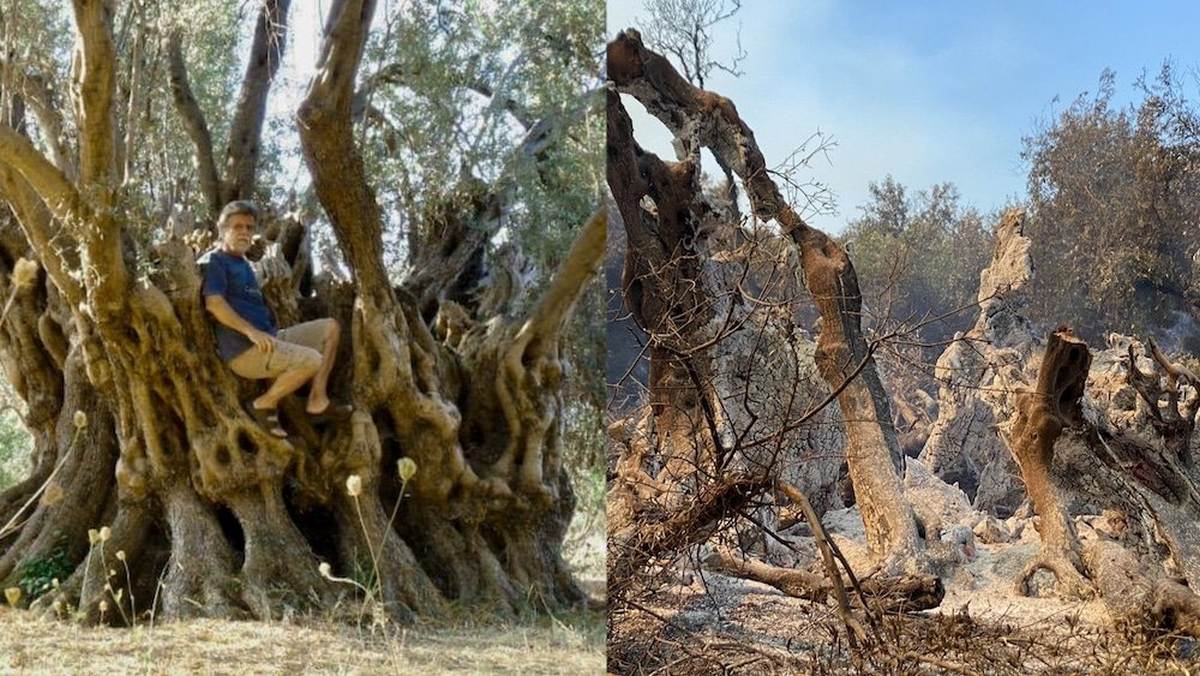 В Греции в пожаре сгорело знаменитое 2500-летнее оливковое дерево