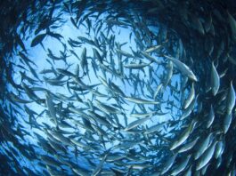 In the coming years, fish species such as herring and sardines will die out