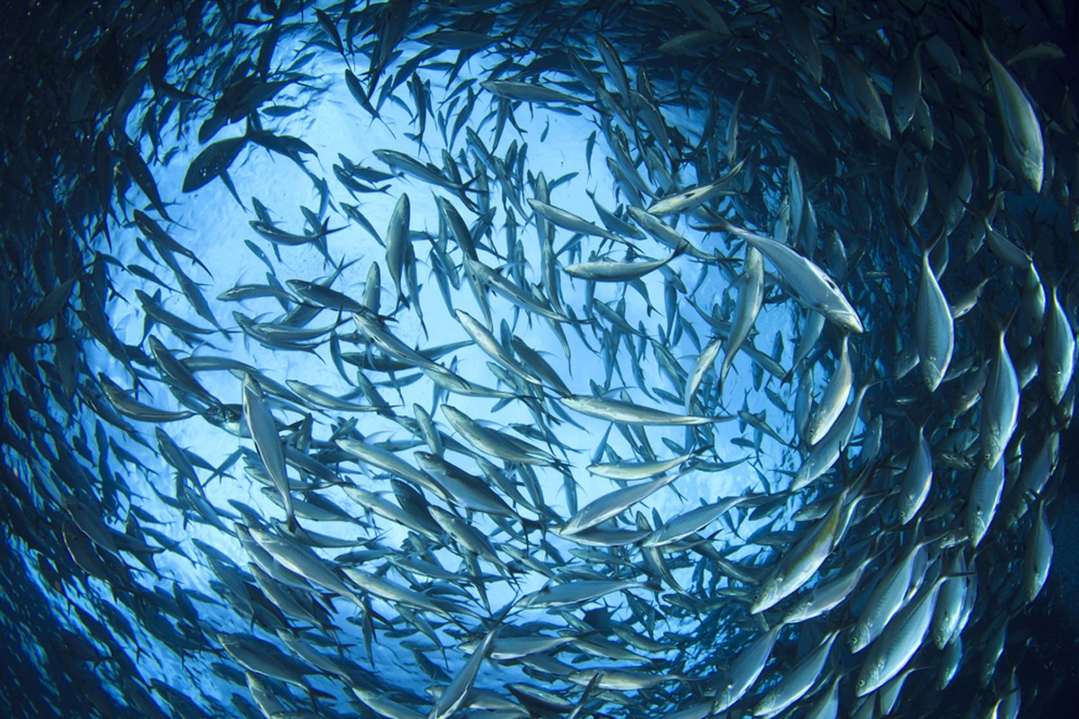 In the coming years, fish species such as herring and sardines will die out