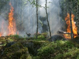 Forest fires have spread to almost all continents