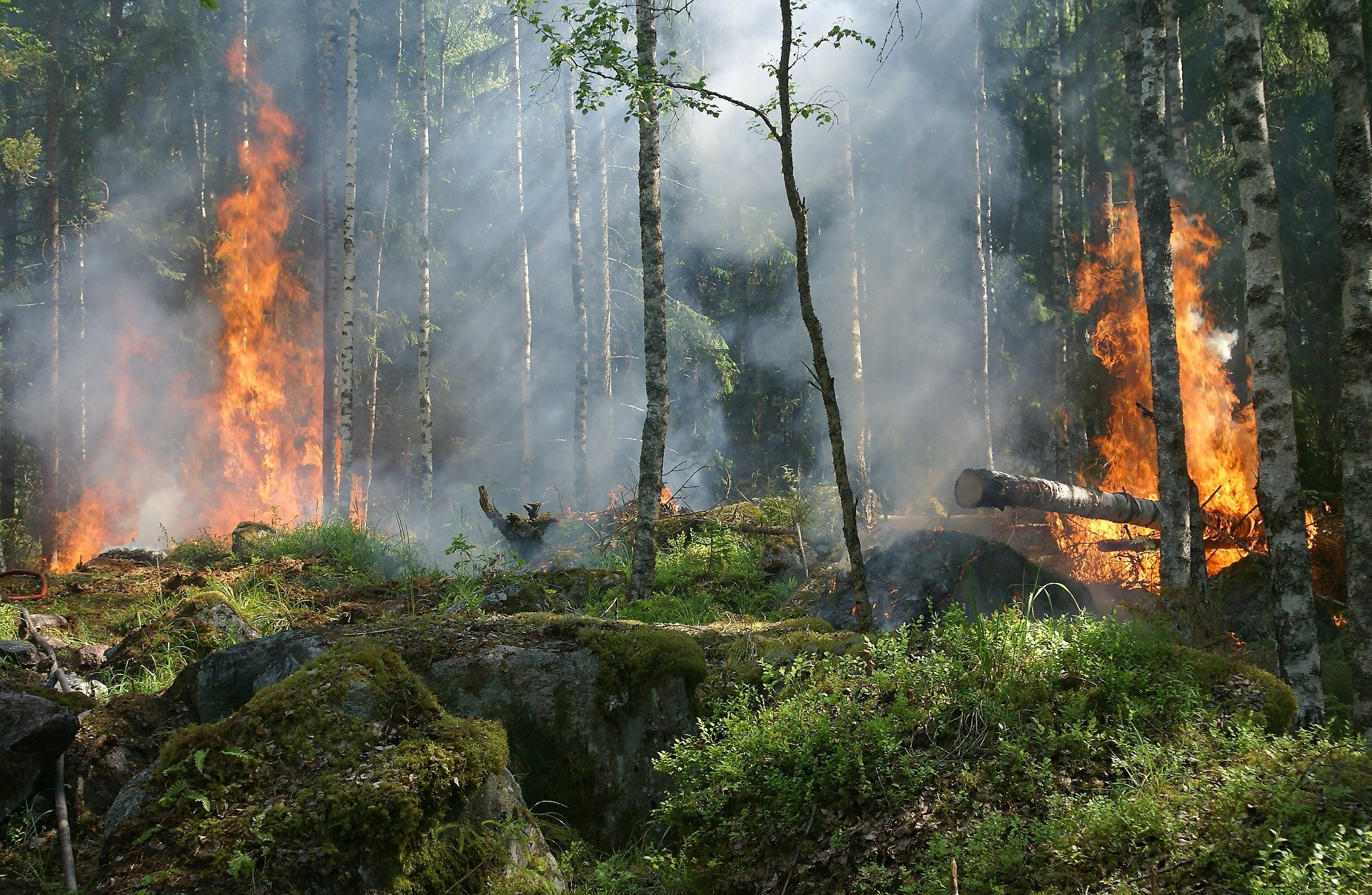 Forest fires have spread to almost all continents