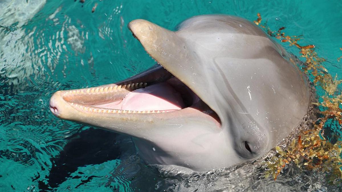 Масштабная операция спасла жизнь дельфина, который попал в ловушку после наводнения в Луизиане (Видео)