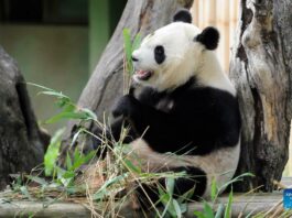 Giant panda twin cubs, born in Madrid, "okay, healthy" (Photo)