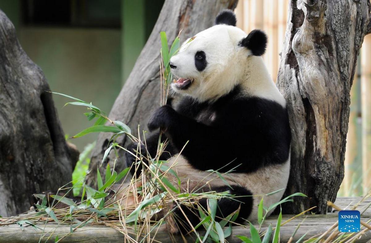 Giant panda twin cubs, born in Madrid, 