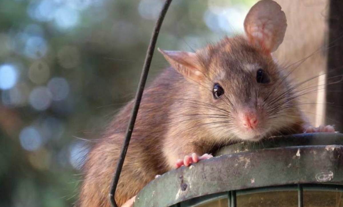 Flocks of rats attacked the homes of Ukrainians and Russians in Bulgaria