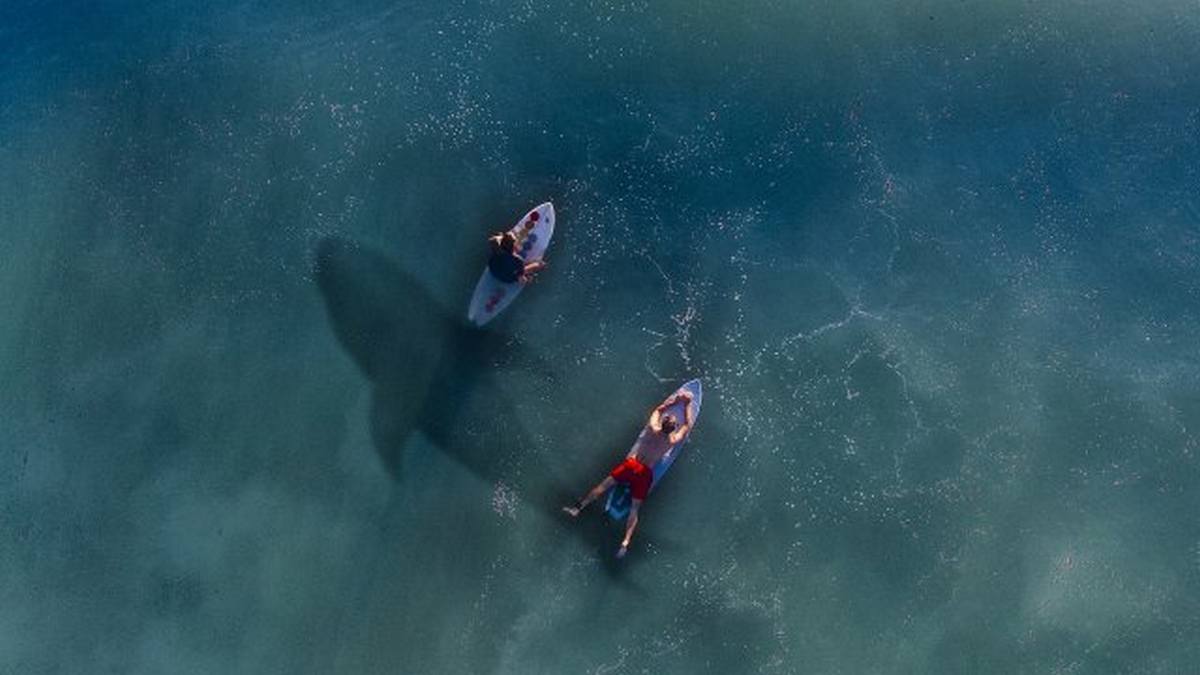 In Australia, a shark tore a man to pieces