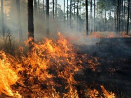 A forest fire broke out again in a resort near Athens