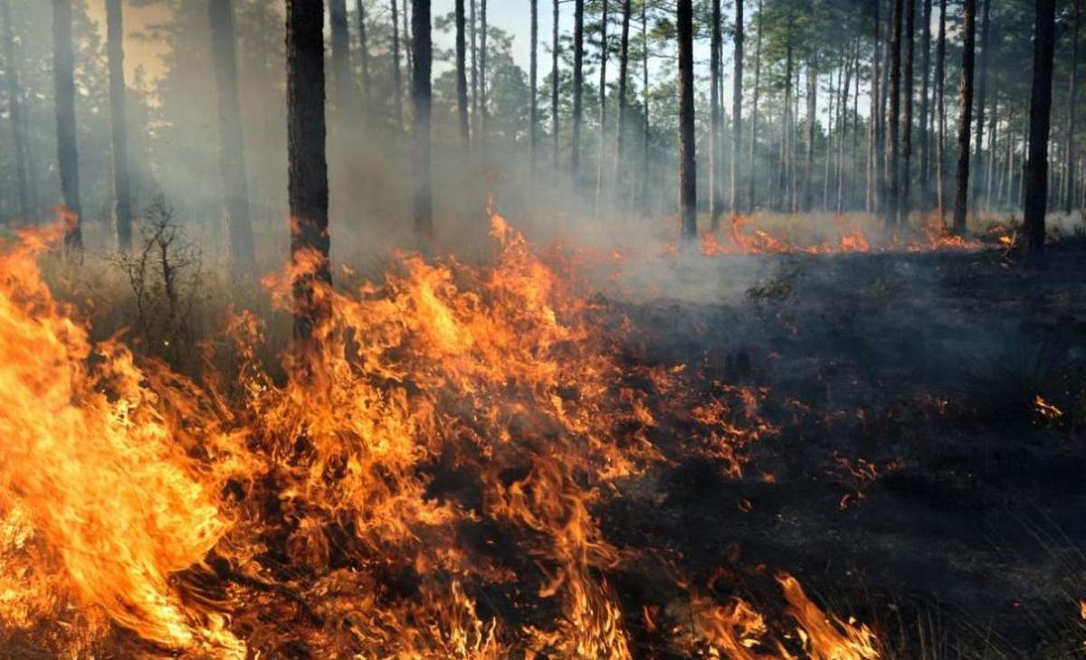 A forest fire broke out again in a resort near Athens