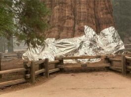 The largest tree in the world is under fire