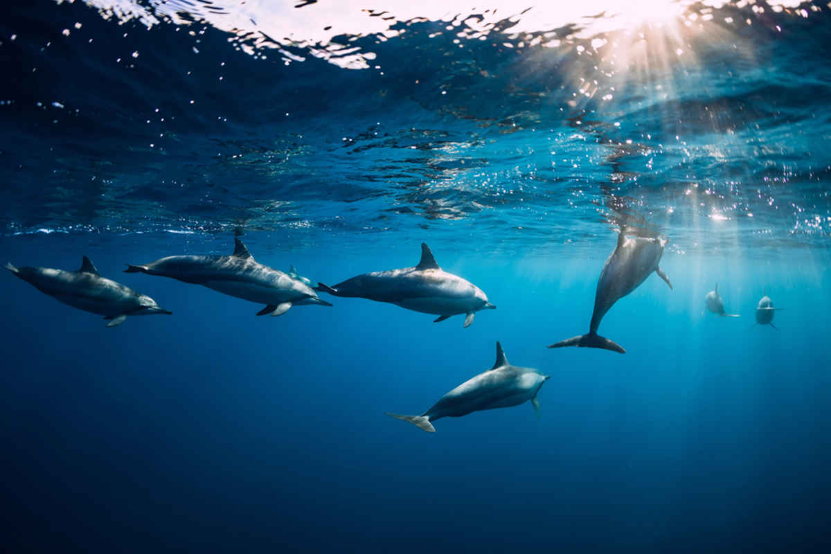 На Фарерских островах погибло 1,5 тысячи дельфинов
