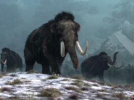 Biotechnologists want to resurrect mammoths in the next six years