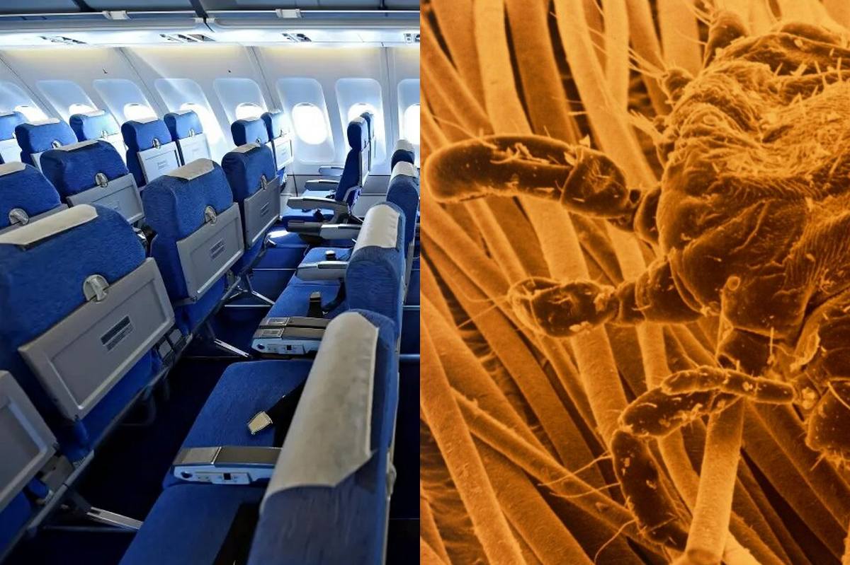 Tourists were warned about the risk of getting lice on the plane
