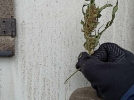 Власти Германии выступают против легализации каннабиса
