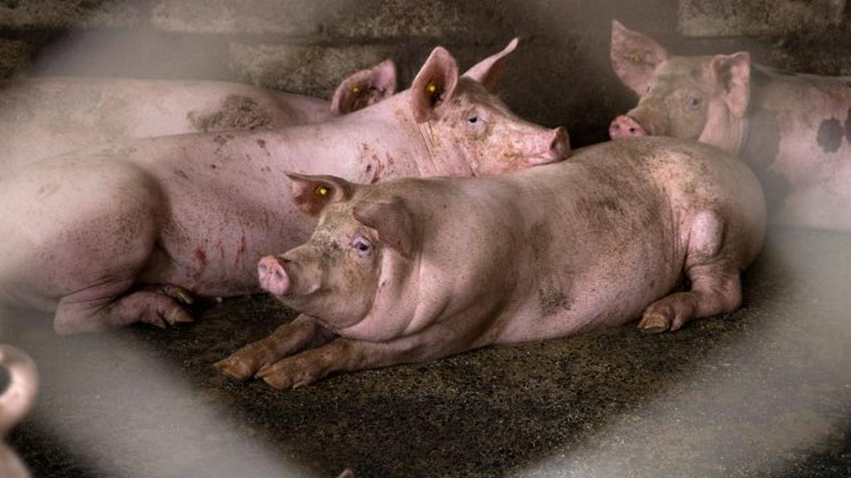 The world's second-largest pork producer is on the verge of collapse due to African plague