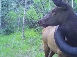 Лісова прикраса: Лось два роки бродив з автомобільної шиною на шиї (ВІДЕО)