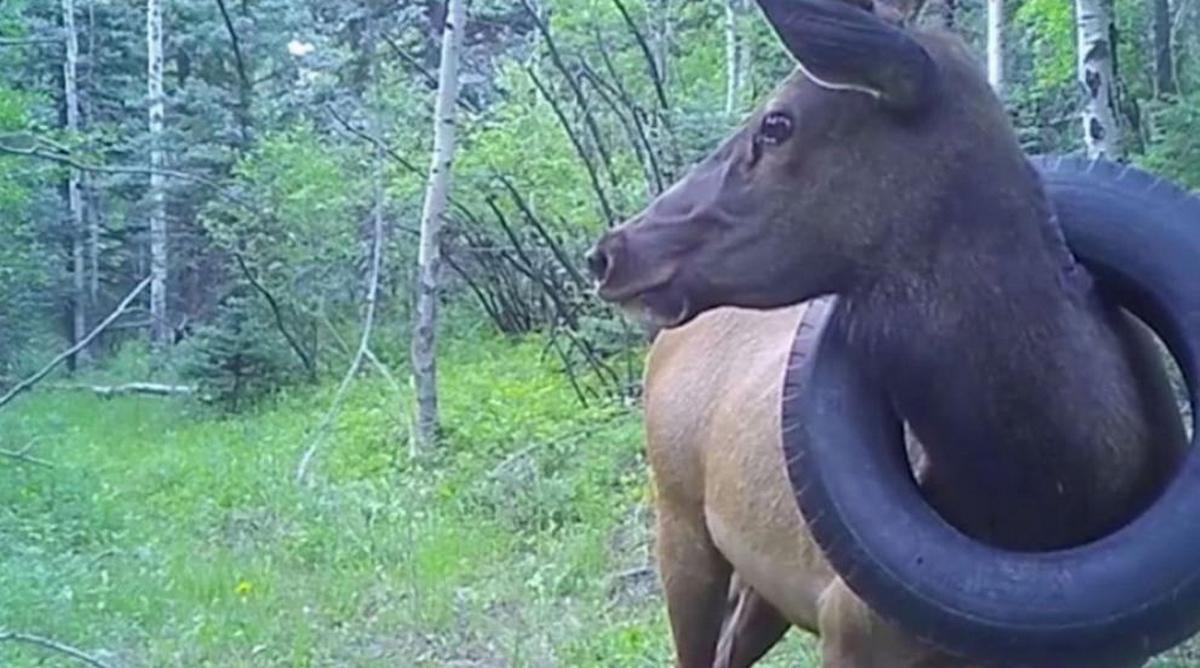 Moose wandered in the woods for two years with a car tire around his neck (Video)