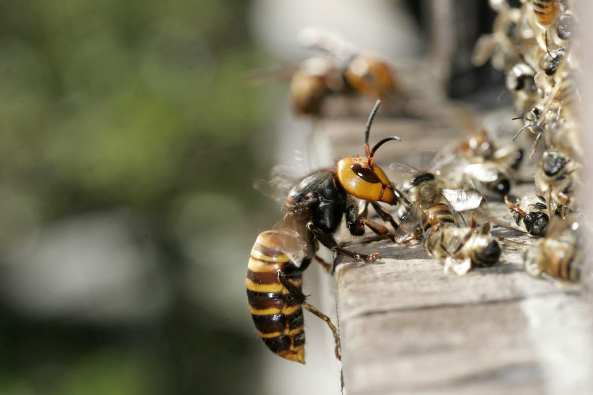 Азіатські гігантські шершні почали масовий напад на бджолиний вулик у долині Хасе у префектурі Нагано у Японії.