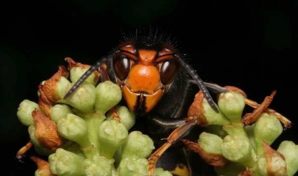 Deadly threat in Spain for tourists. The population of killer hornets is getting out of control