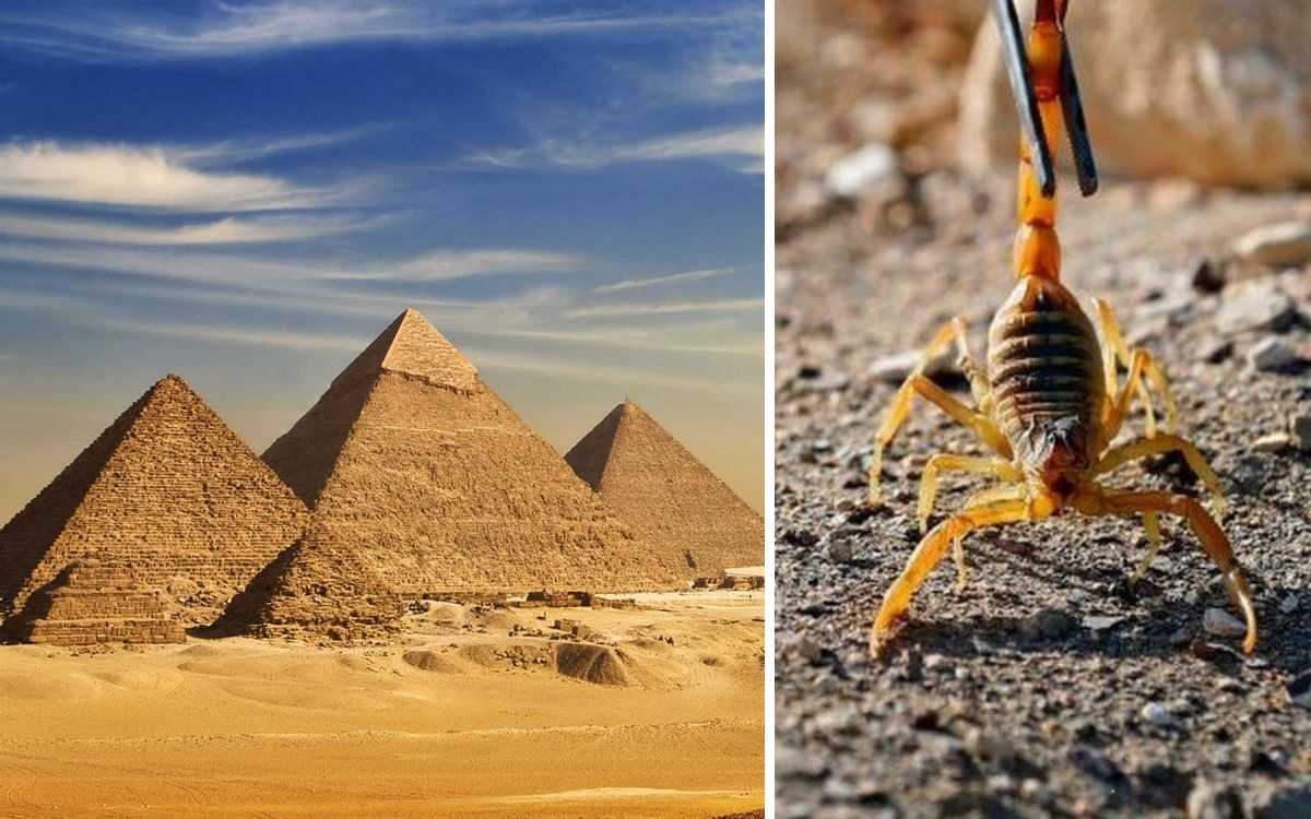 Туристів у Єгипті попередили про смертельну небезпеку: почалася навала скорпіонів, за добу укушено понад 500 осіб, є загиблі