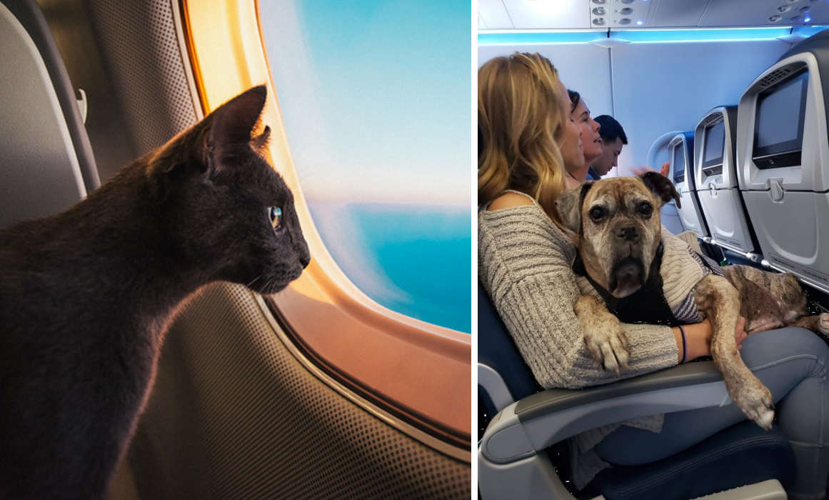 Українські туристи зможуть взяти до салону літака своїх тварин на рейсах однієї авіакомпанії