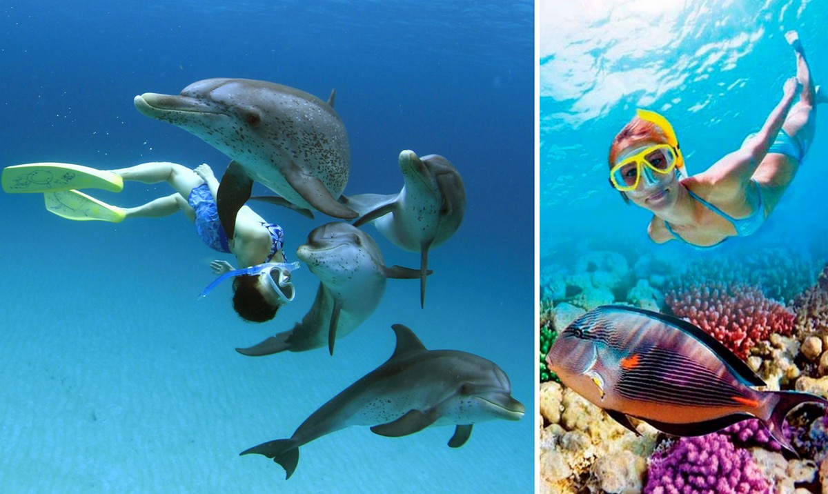 На курорти Єгипту припливли дельфіни: туристи влаштували паломництво на морські екскурсії