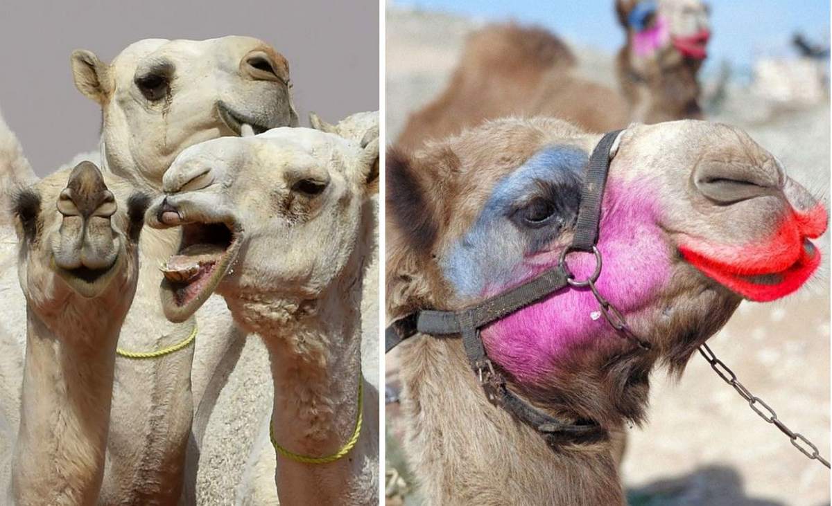 Через ботокс, десятки верблюдів не допущені до участі у саудівському конкурсі краси
