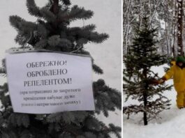 "Смердючі ялинки": на Київські ялинки розпорошили смердючий розчин